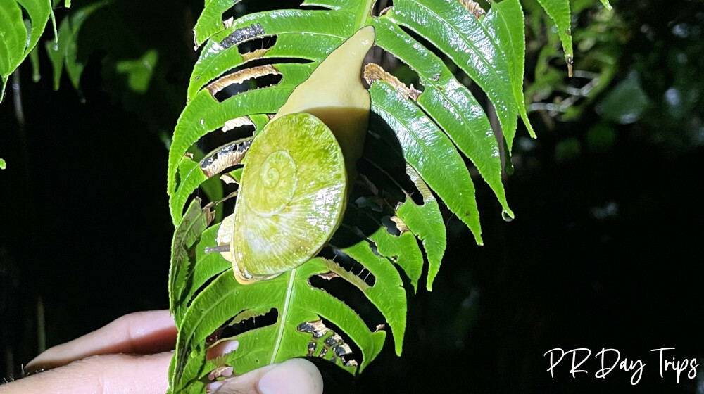El Yunque Night Tour