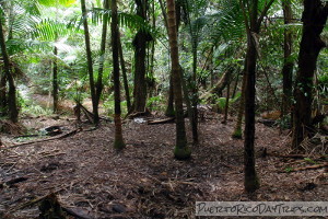 Potential camping spot on Rio Sabana trail Potential camping spot on Rio Sabana trail