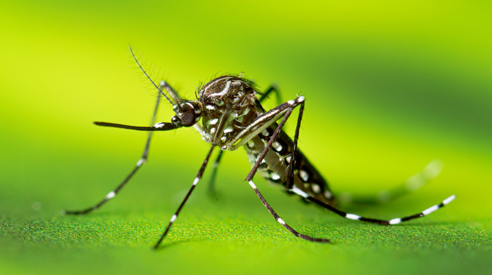 Porto Ricon's Dengue Fever Epidemic Outbreak in Puerto Rico