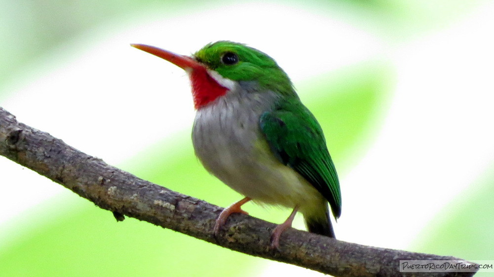 puerto rico birding tours