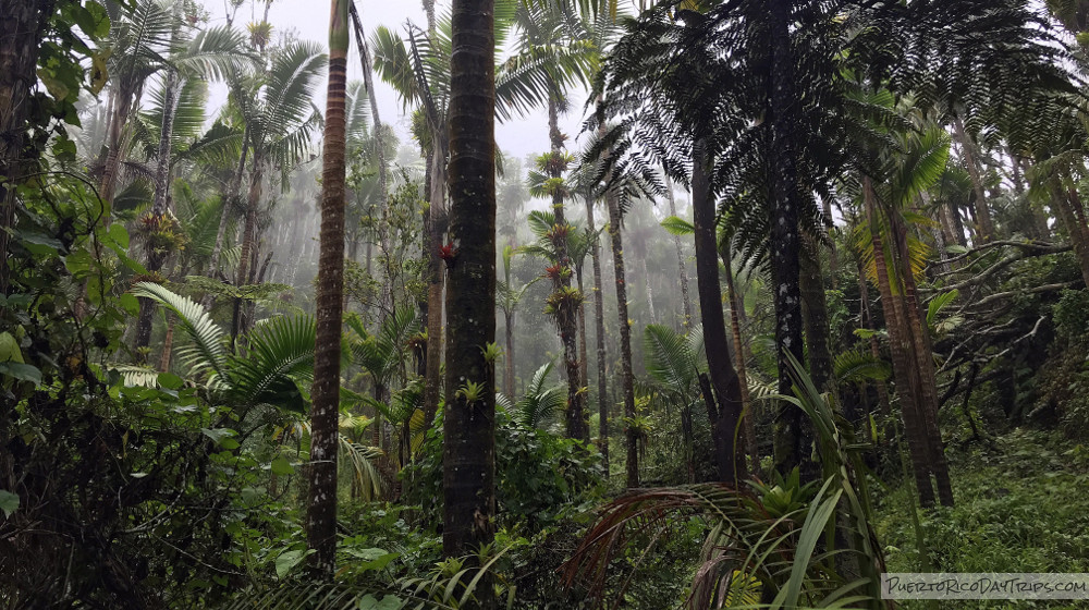 Bosque de Guilarte: A Forest in the Clouds | PRDayTrips