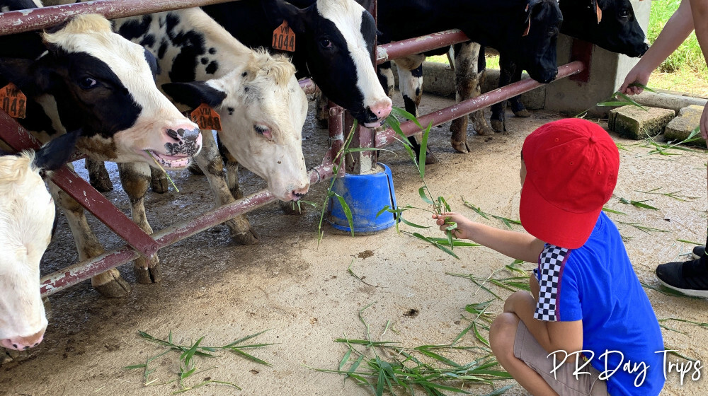 puerto rico farm tour