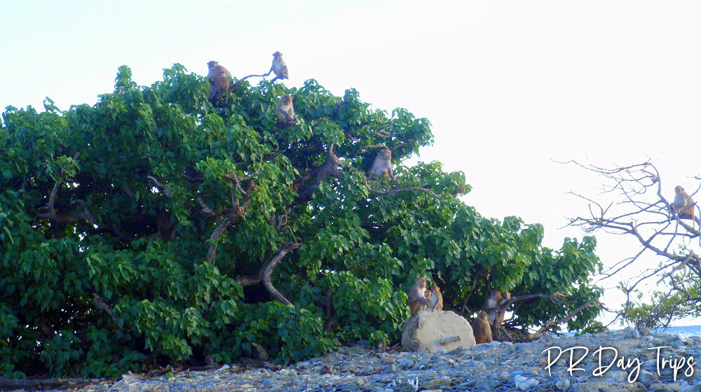 monkey island tour puerto rico