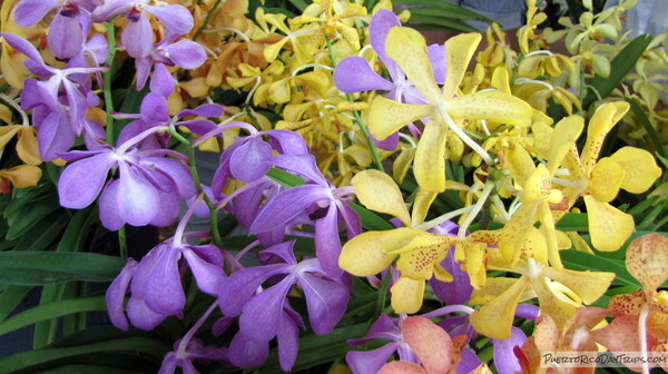 2026 Aibonito Flower Festival – – June 26 to July 5