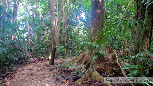 coffee plant beans Arabica Coffee Plant main image 0