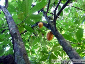 Cacao Tree at TARS