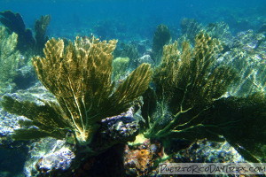 SCUBA Diving on Culebra with Aquatic Adventures