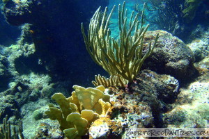 SCUBA Diving on Culebra with Aquatic Adventures