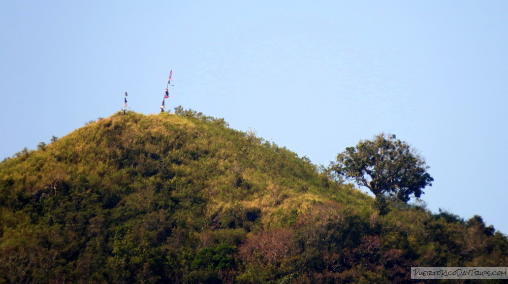 Arbol Solitario