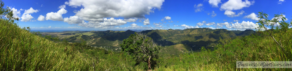 Arbol Solitario