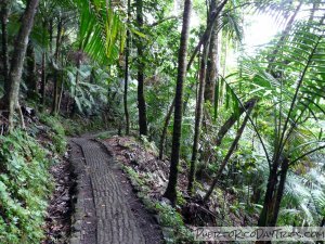 Big Tree Trail