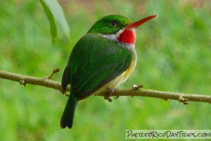 San Pedrito (Puerto Rican Tody)