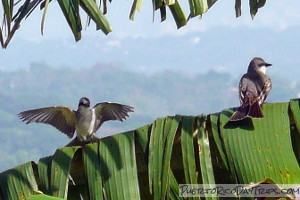 puerto rico birding tours