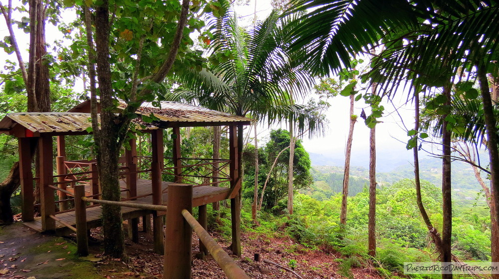 Bosque de Guilarte