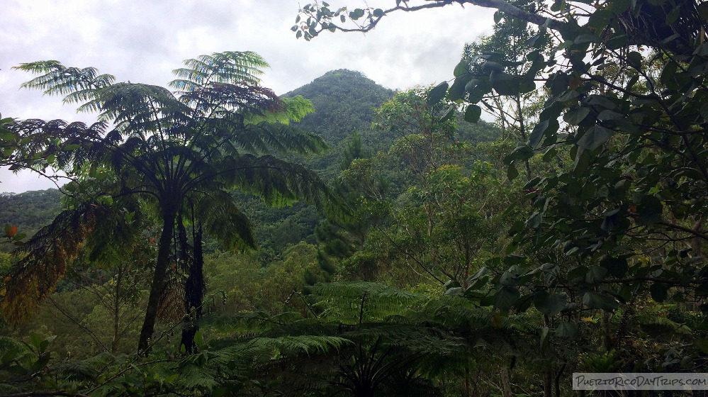 Bosque de Guilarte