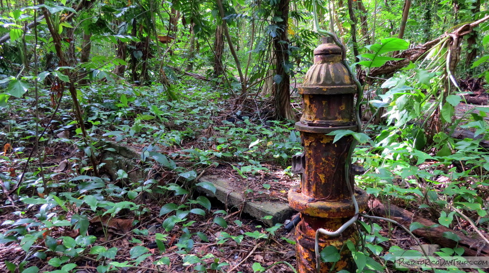 Bosque San Patricio