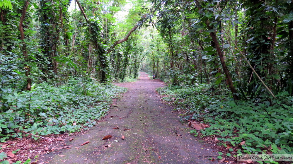 Bosque San Patricio