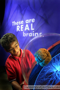 Brain: The World Inside Your Head