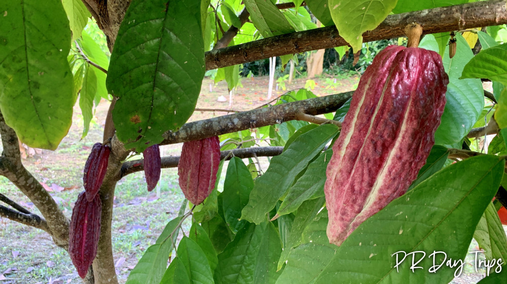 Cacao La PruVite