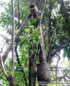 Puerto Rican Parrot Nest Box