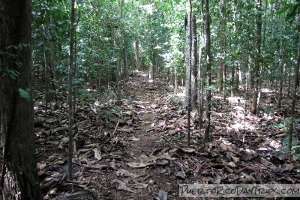 Cambalache Forest