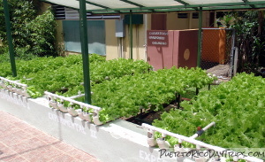 Hydroponics at Casa Pueblo in Adjuntas