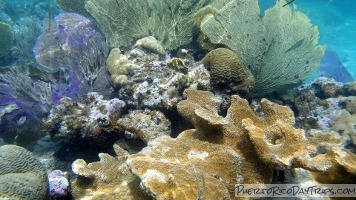 Cayo Luis Pena, Culebra