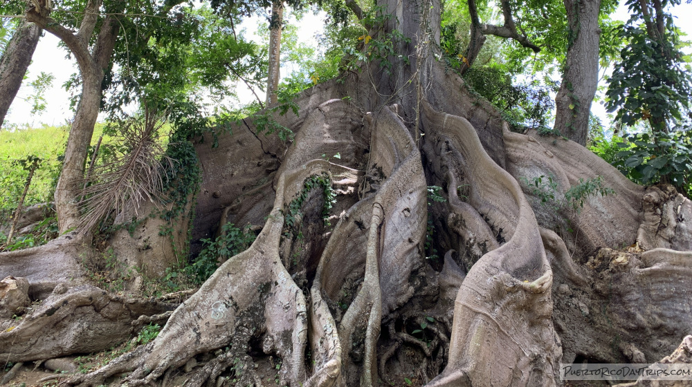 Ceiba Atabey in Patillas