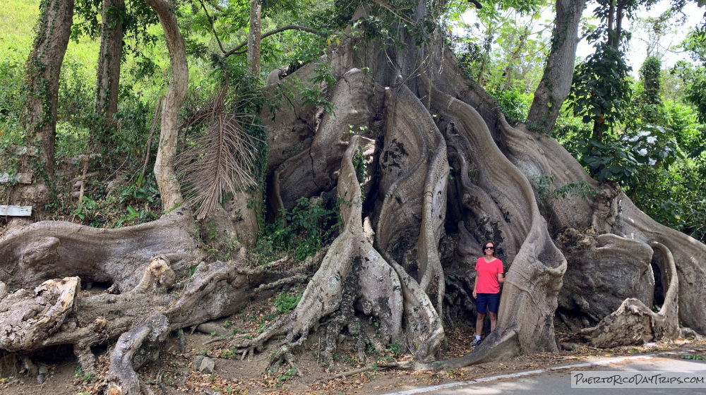 Ceiba Atabey in Patillas