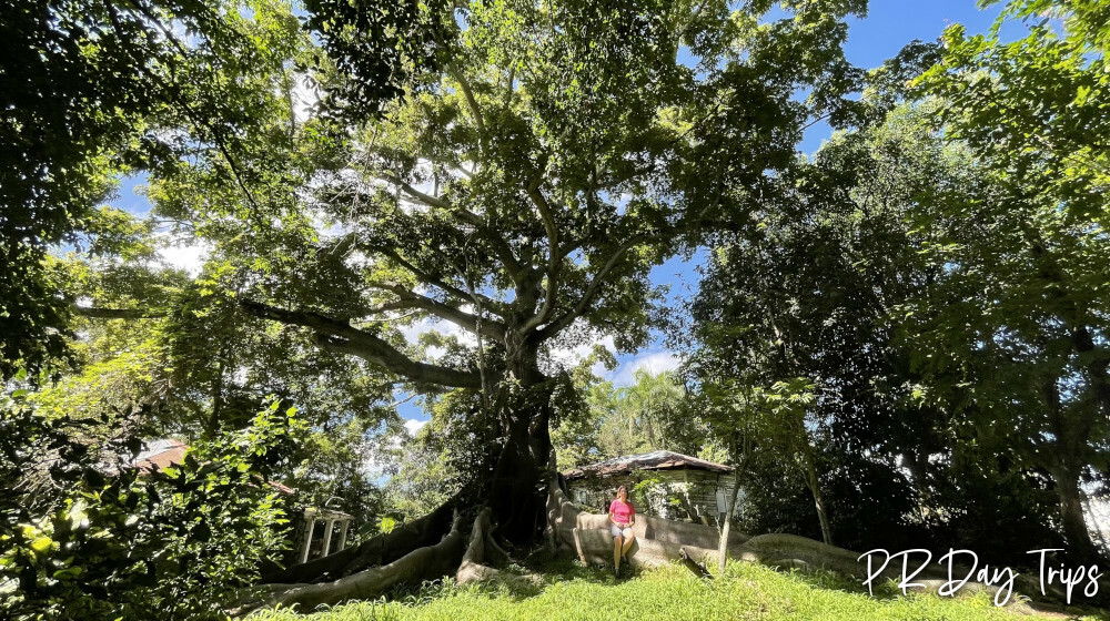 Ceiba de la Libertad