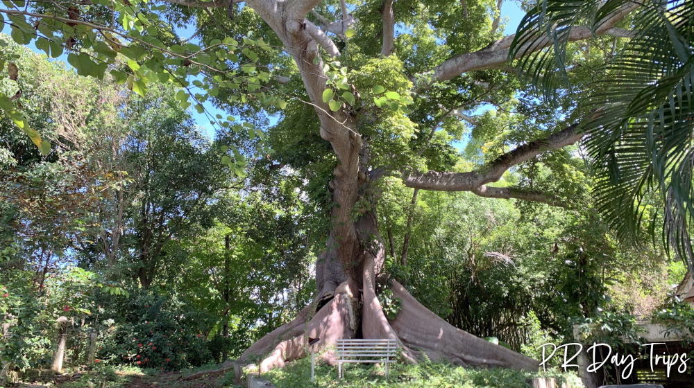 Ceiba de la Libertad