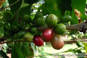 Puerto Rican Coffee Tours