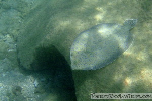 Peacock Flounder