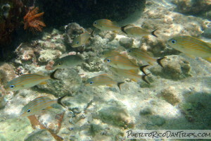 Blue-striped grunts