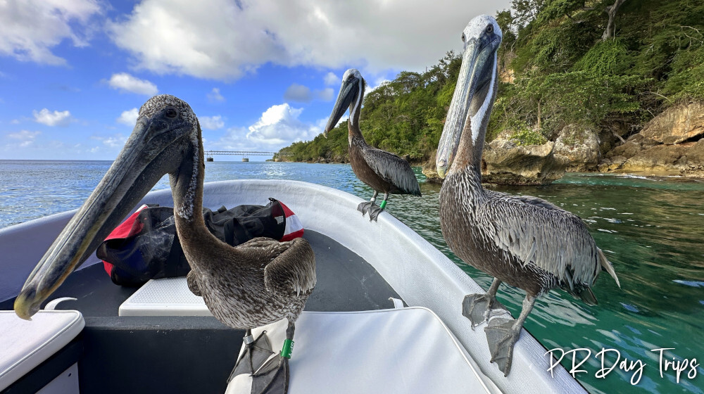 Crash Boat Experiences