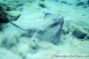 Culebra Snorkeling