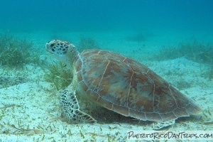 Culebra Snorkeling