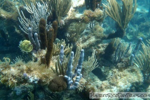 Culebra Snorkeling