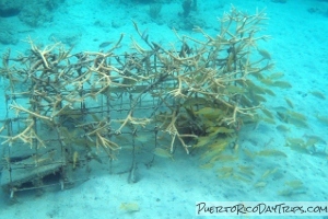 Culebra Snorkeling