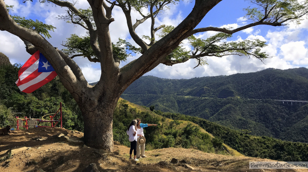 Curva del Arbol Renace