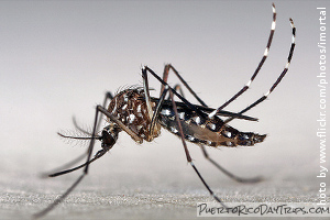 Aedes aegypti mosquito