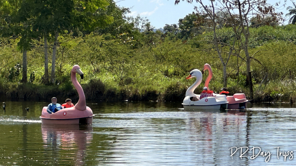 Discovery Bay Paddle Boats