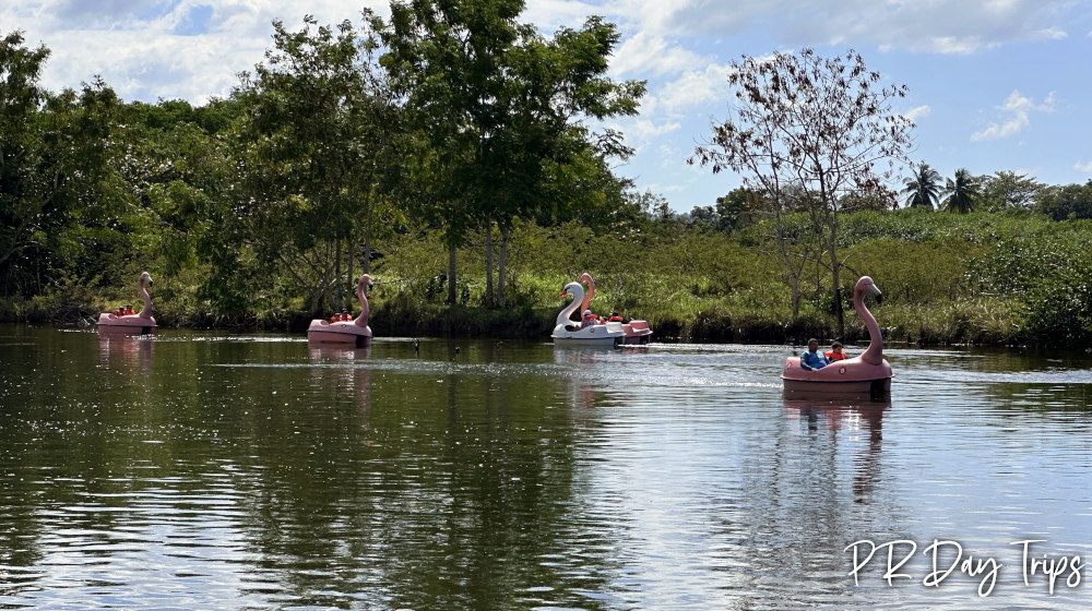 Discovery Bay Paddle Boats