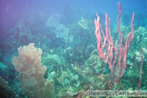 Diving at Desecheo Island