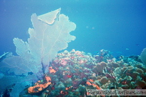 Diving at Desecheo Island