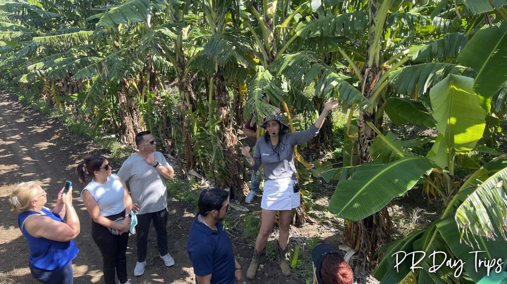 Finca Don Manuel