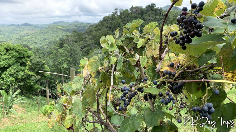 Finca Vista Bella