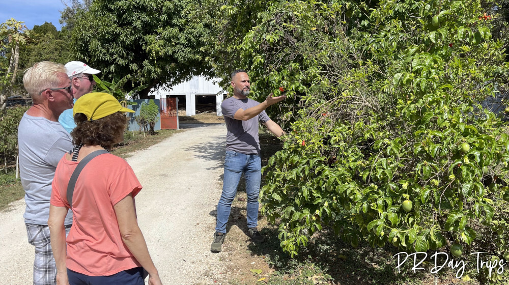 Frutos del Guacabo