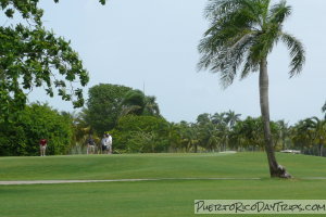 Golf Course with Palm Trees