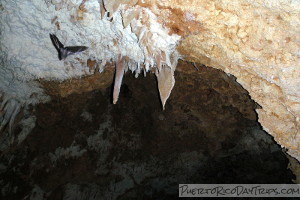 Cueva del Viento in Guajataca Forest